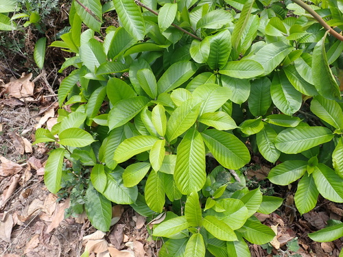 Beaumontia grandiflora, photograph 1