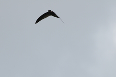 Aerodramus spodiopygius