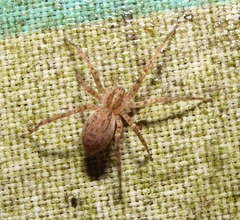 Anyphaena fraterna