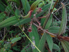 Miconia angustilamina