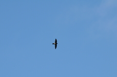 Aerodramus spodiopygius
