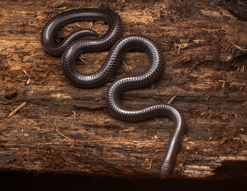 Photo of a Big-scaled Blind Snake (Trilepida macrolepis)