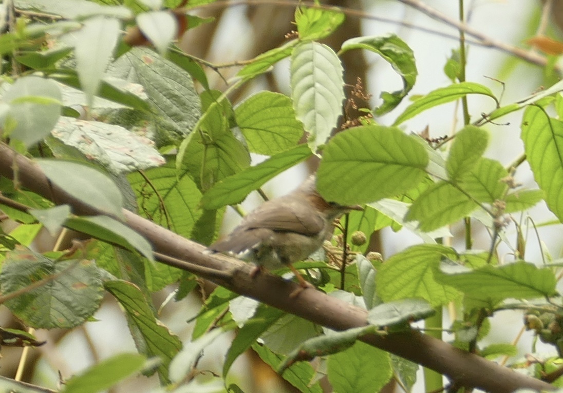 Striated Yuhina (Staphida castaniceps), photo 6