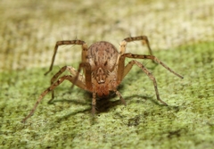 Anyphaena fraterna