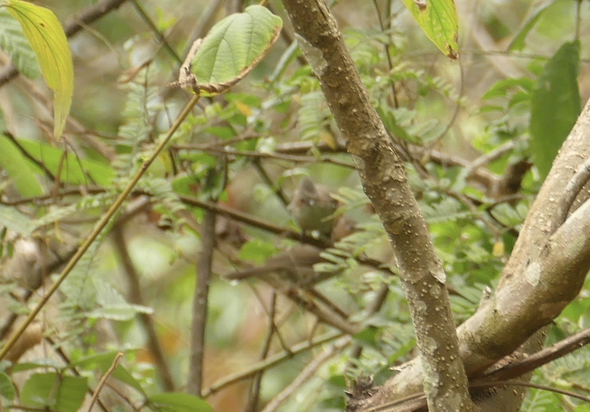 Striated Yuhina (Staphida castaniceps), photo 7