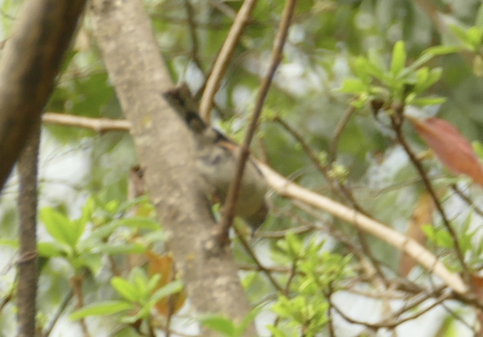 Striated Yuhina (Staphida castaniceps), photo 8