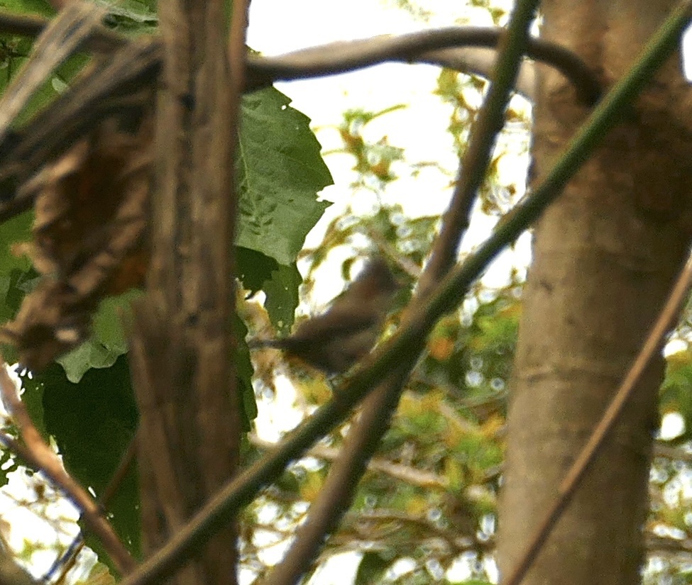 Striated Yuhina (Staphida castaniceps), photo 9
