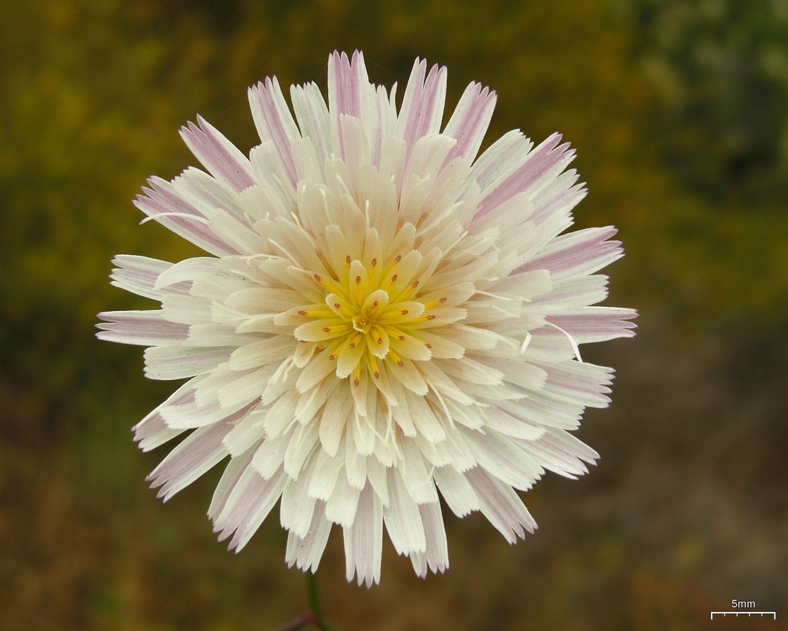 Malacothrix saxatilis