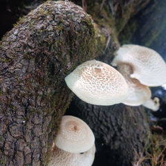Media resource of Lentinus tigrinus