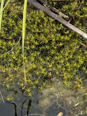 Floating watermoss (Tillaea helmsii)