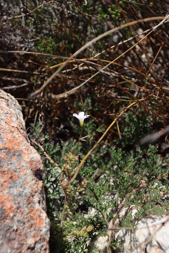 Image of Oxalis dentata by (c) Tony Rebelo, some rights reserved (CC BY-SA)
