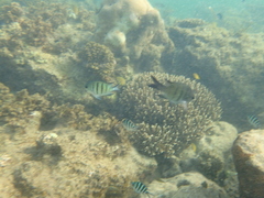 Abudefduf whitleyi