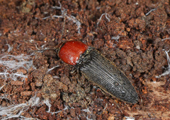 Ampedus rubricollis