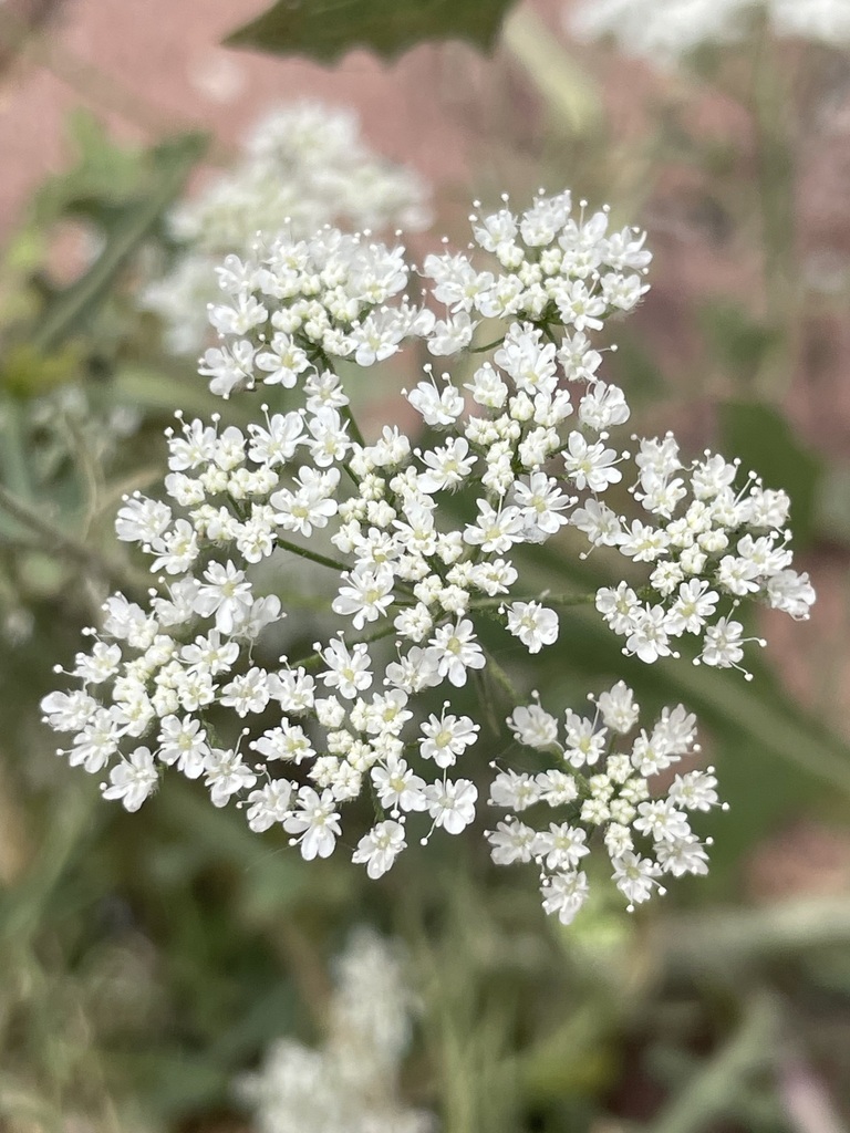 Pimpinella eriocarpa