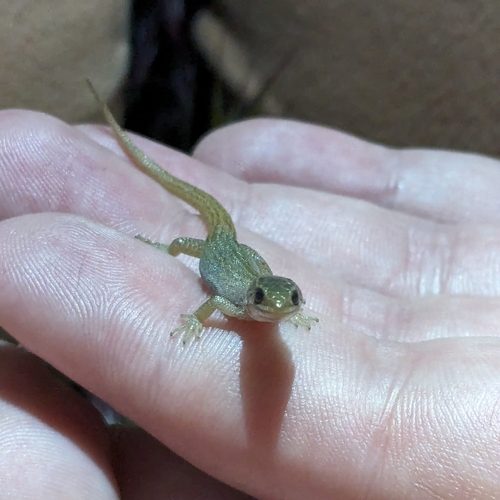 iNaturalist observation photo of Desert Night Lizard