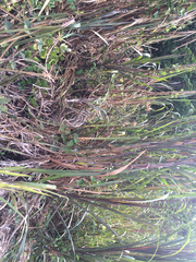 Hypolimnas bolina bolina