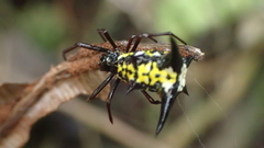 Micrathena raimondi
