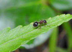 Meranoplus bicolor