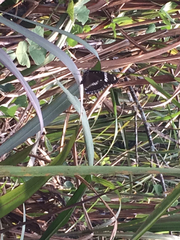 Hypolimnas bolina bolina