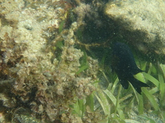 Neoglyphidodon melas