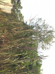 Hypolimnas bolina bolina