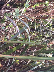 Hypolimnas bolina bolina