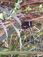 Hypolimnas bolina bolina