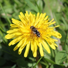 Anasimyia bilinearis