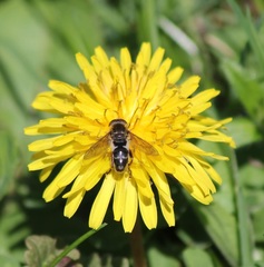 Anasimyia bilinearis