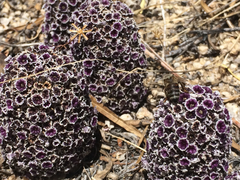 Pholisma arenarium