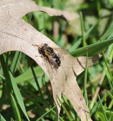 Anasimyia bilinearis