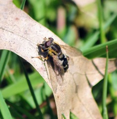 Anasimyia bilinearis