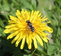 Anasimyia bilinearis