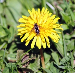 Anasimyia bilinearis