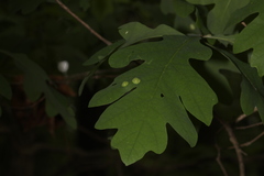 Callirhytis quercusfutilis