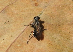 Liris subtessellatus