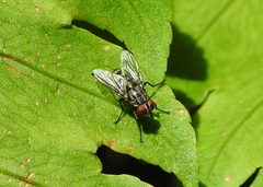 Diptera