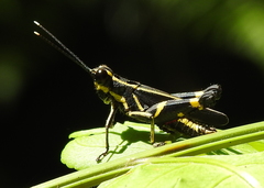 Traulia azureipennis