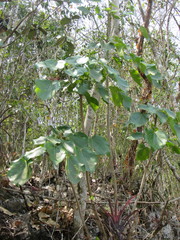 Oreopanax platyphyllus