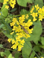 Prionolabis rufibasis