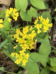 Prionolabis rufibasis