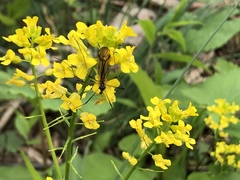 Prionolabis rufibasis