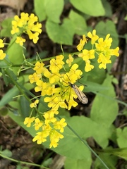 Prionolabis rufibasis