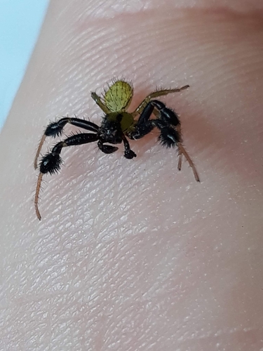 Synaemops notabilis
