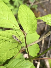 Prionolabis rufibasis