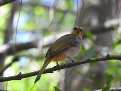 Pycnonotus finlaysoni