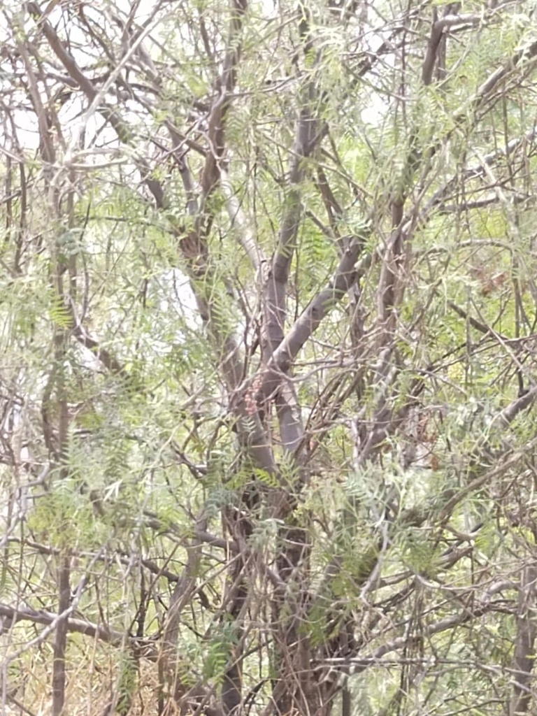 Peruvian Pepper Tree from Parque Nacional Molino de Flores, San Miguel ...