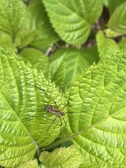 Prionolabis rufibasis