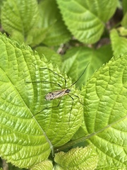Prionolabis rufibasis