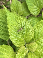 Prionolabis rufibasis